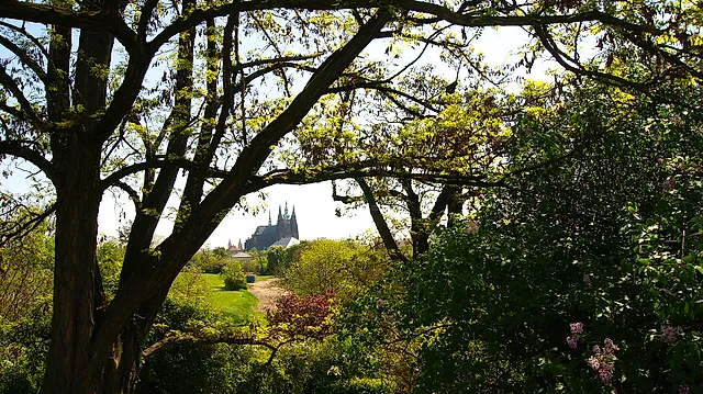 Dark Gothic cathedral seen through the branches of a large tree, framed by flowering lilac bushes and a green lawn on a bright spring day.